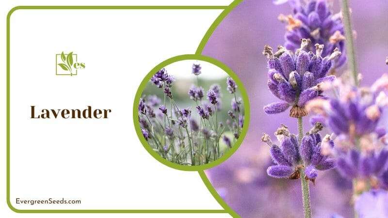 Lavender on Lavender Field Blooms