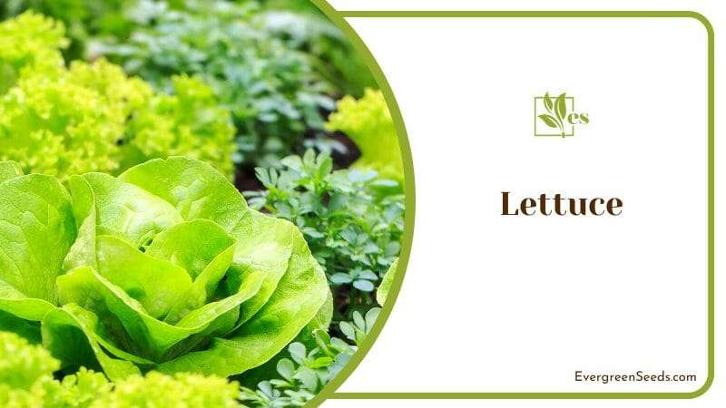 Lettuce perfect for salads and sandwiches