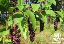 List of Plants That Look Like Blueberries