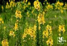 List of Plants That Look Like Mullein