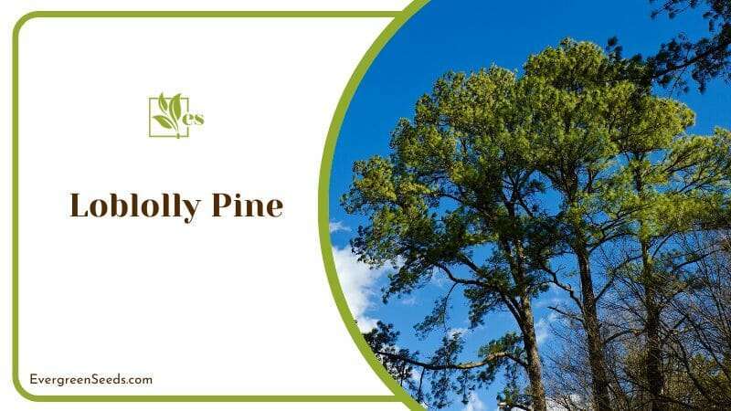 Loblolly Pine Against a Blue Sky