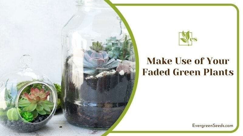 Make Use of Your Faded Green Plants