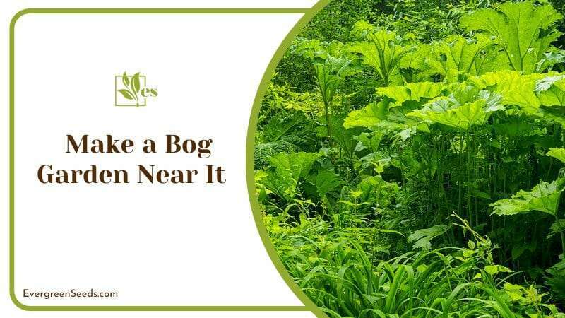 Make a Bog Garden Near It 