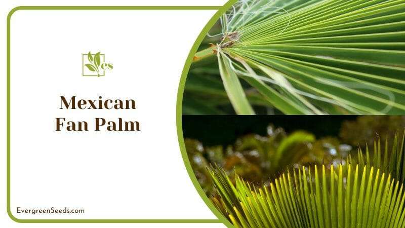 Mexican Fan Palm Tree in Sunlight