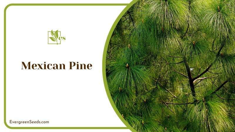 Mexican Weeping Pine Tree