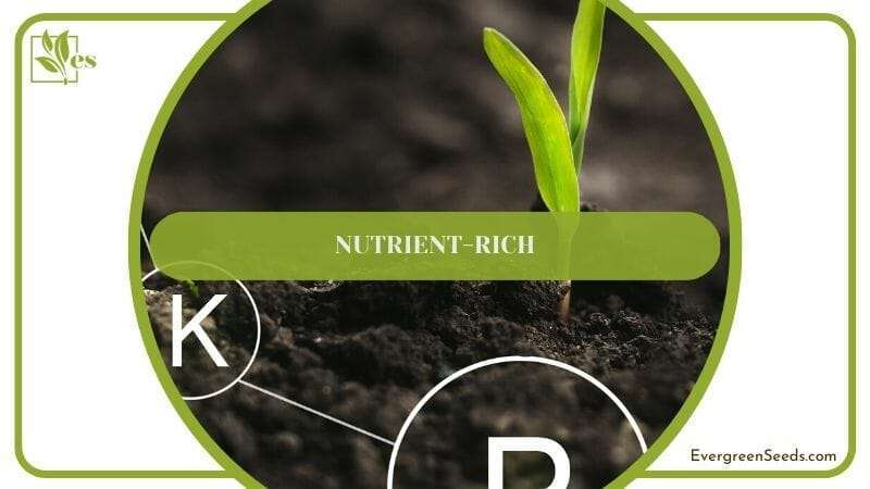 Nutrient-Rich