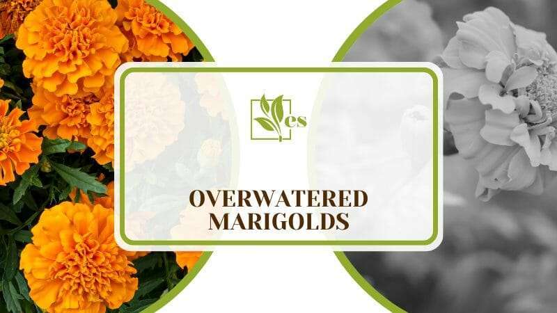 Overwatered Marigolds