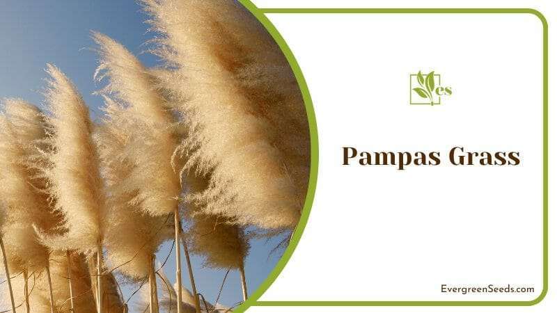 Pampas Grass Popular Decorative Plant