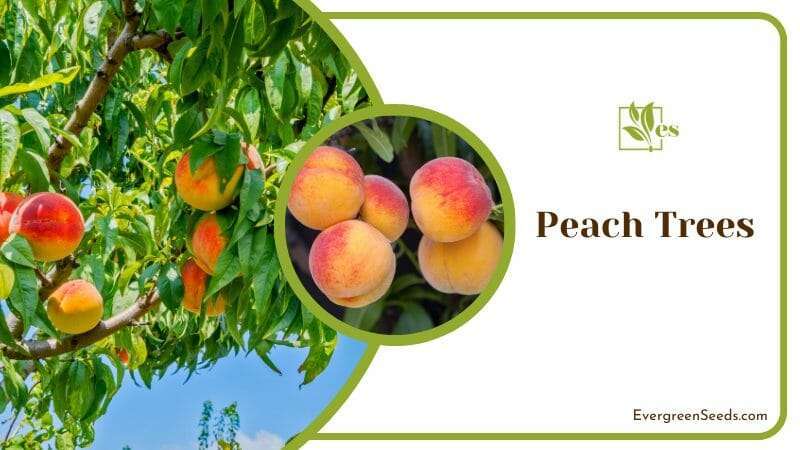 Peach Tree Branch in a Garden