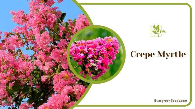 Pink Flowers of Crepe Myrtle