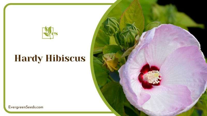 Pink Hardy Hibiscus Flower in Plants