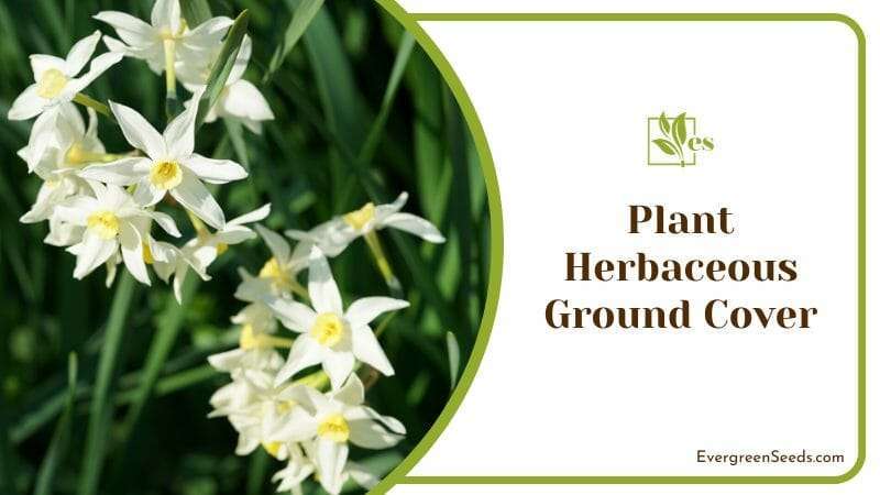 Plant Herbaceous Ground Cover