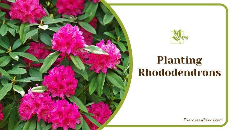 Planting Rhododendrons