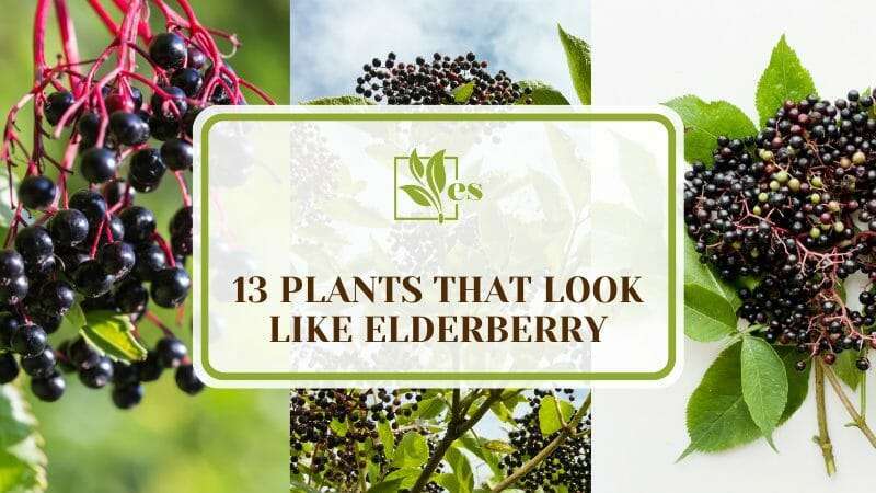 Plants That Look Like Elderberry