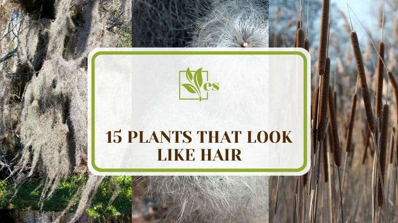 Plants That Look Like Hair
