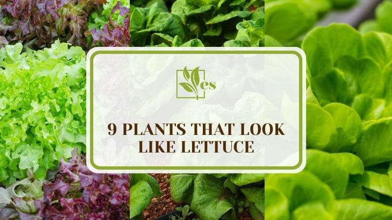 Plants That Look Like Lettuce