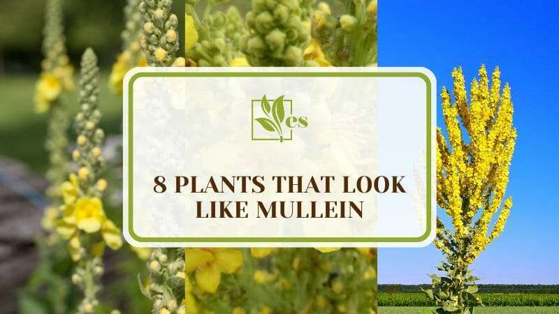 Plants That Look Like Mullein