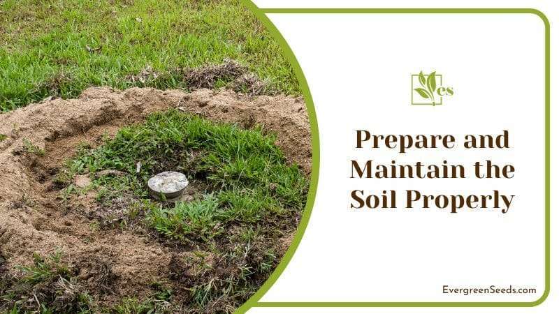 Prepare and Maintain the Soil Properly