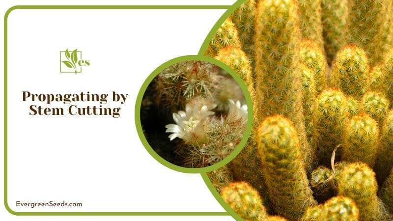 Producing Gold Lace Cactus