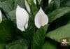 Pros Cons and Use of Coffee Grounds For Peace Lily