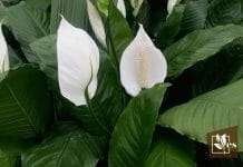 Pros Cons and Use of Coffee Grounds For Peace Lily