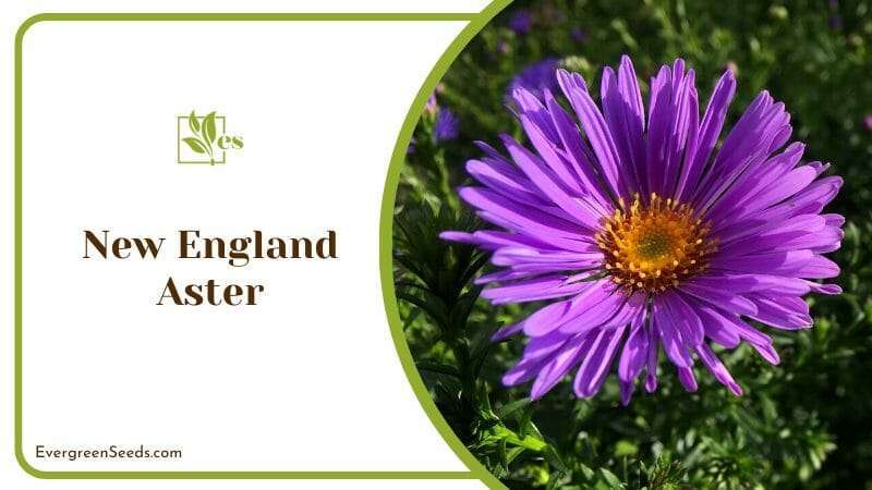 Purple Flower with Seeds of New England Aster