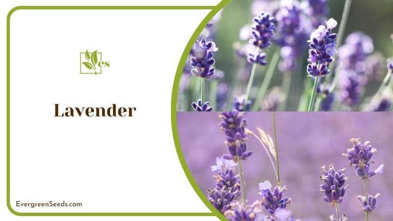 Purple Flowers of Lavender