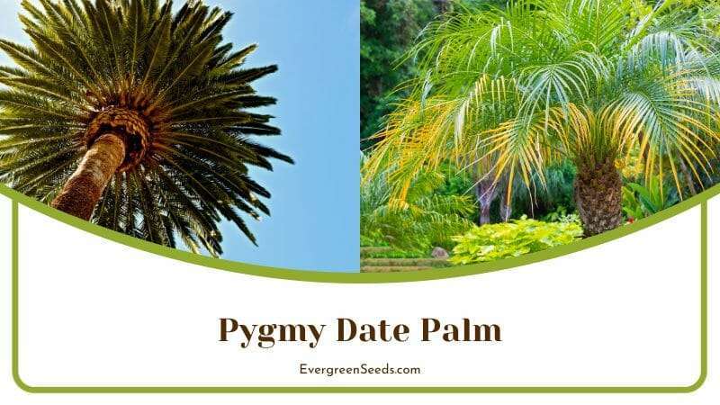 Pygmy Date Palm with Arching Fronds