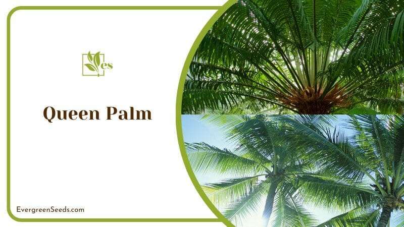 Queen Palm Trees in Garden
