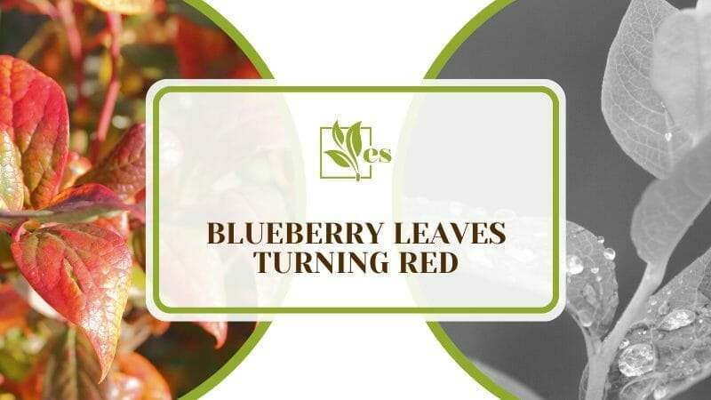 Red Blueberry Leaves