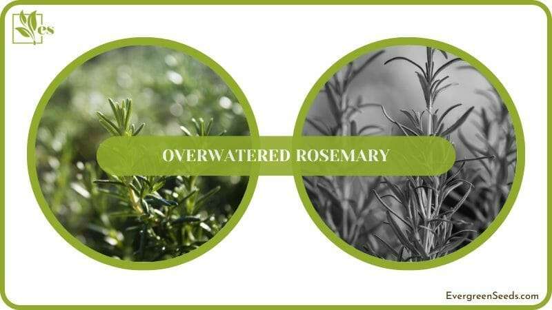 rosemary plants