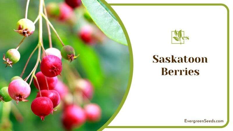Saskatoon Berries on Tree Branches