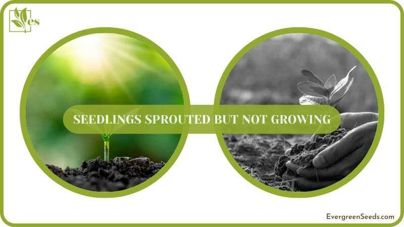 Seedlings Sprouting