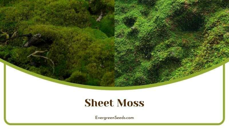 Sheet Moss