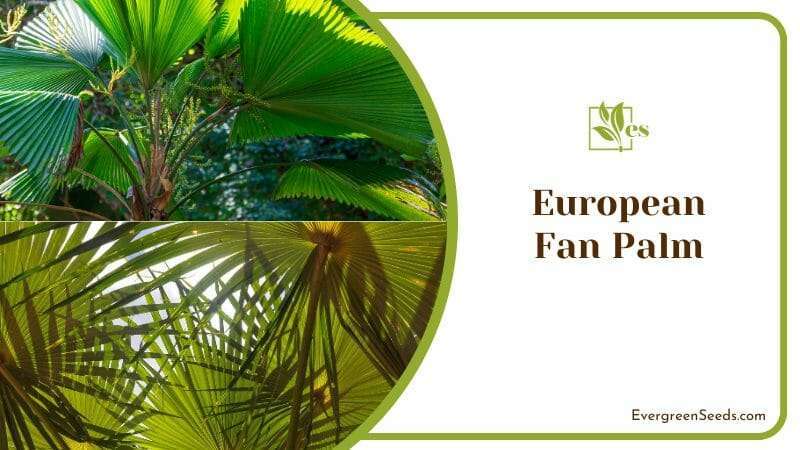 Shrubby European Fan Palm Trees