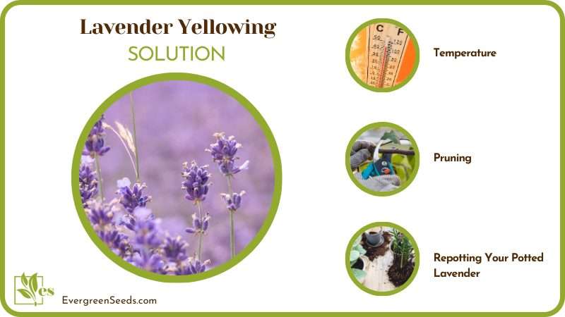 Fix Your Yellow Lavender Leaves