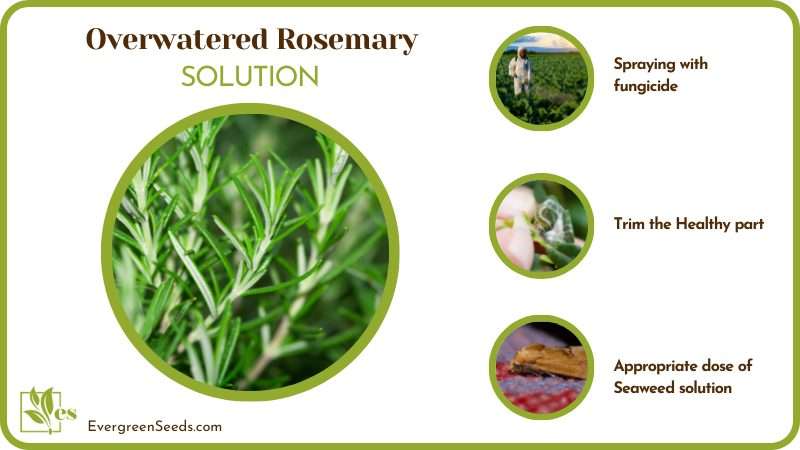 Stop Rosemary From Overwatering