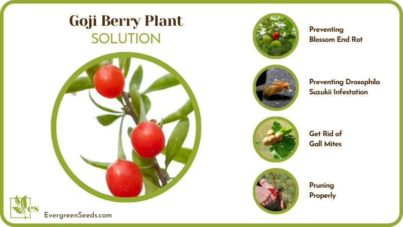 Solutions to Goji Berry Problems