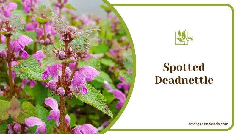 Spotted Deadnettle thrives in neglected areas