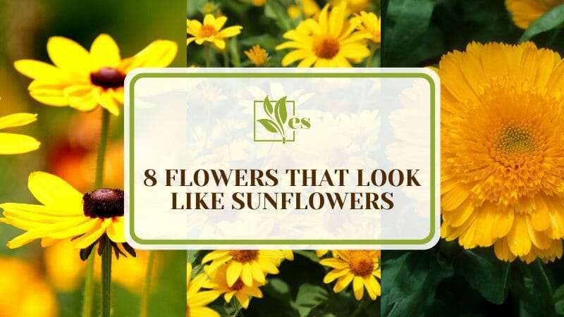 Stunning Flowers That Look Like Sunflowers