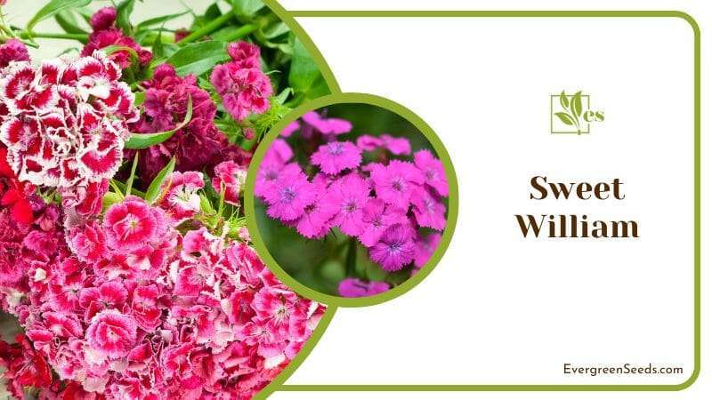 Sweet William has sweet-smelling blooms