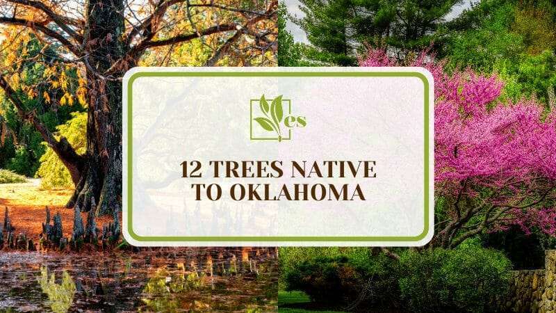 The Finest Landscaping Trees Native to Oklahoma