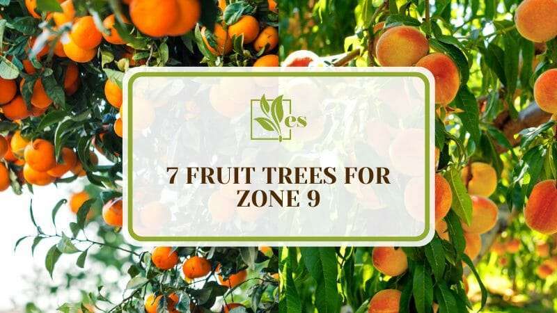 The Perfect Fruit Garden for Zone 9