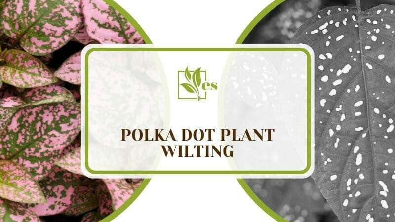 The pot of polka dot plant