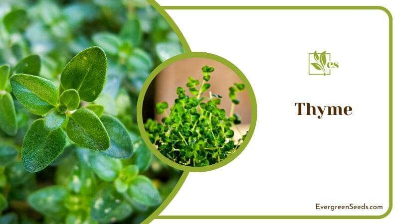 Thyme Grows in House