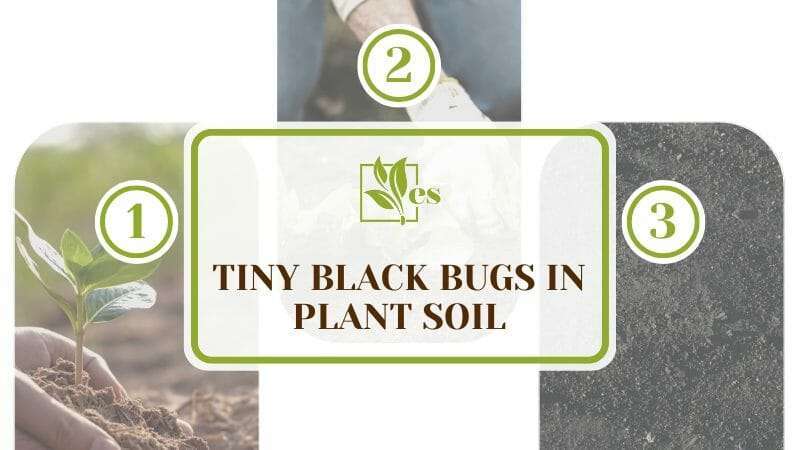 Tiny Black Bugs in Plant Soil