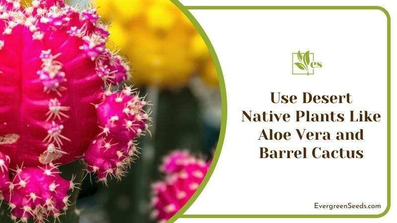 Use Desert Native Plants Like Aloe Vera and Barrel Cactus