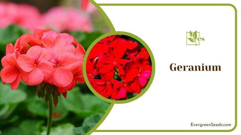 Vibrant Red Flower in Geranium Plant
