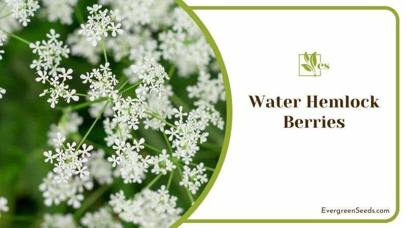 Water Hemlock Berries Flower