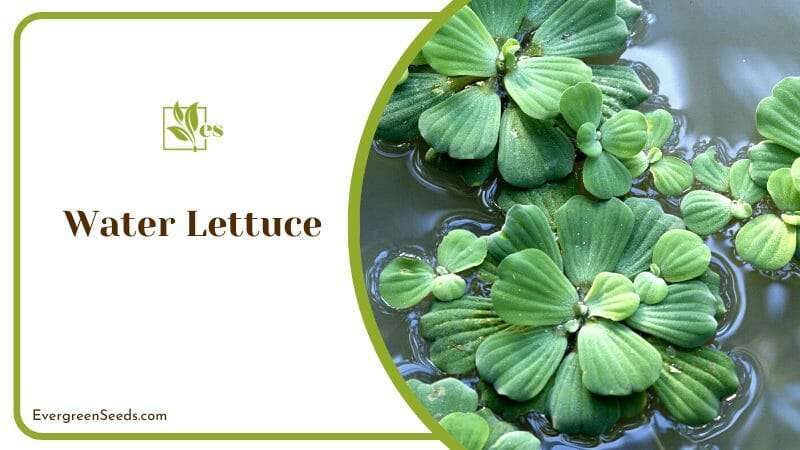 Water Lettuce Leaves